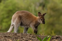 Klokan rudokrky - Macropus rufogriseus - Bennett's wallaby 1452